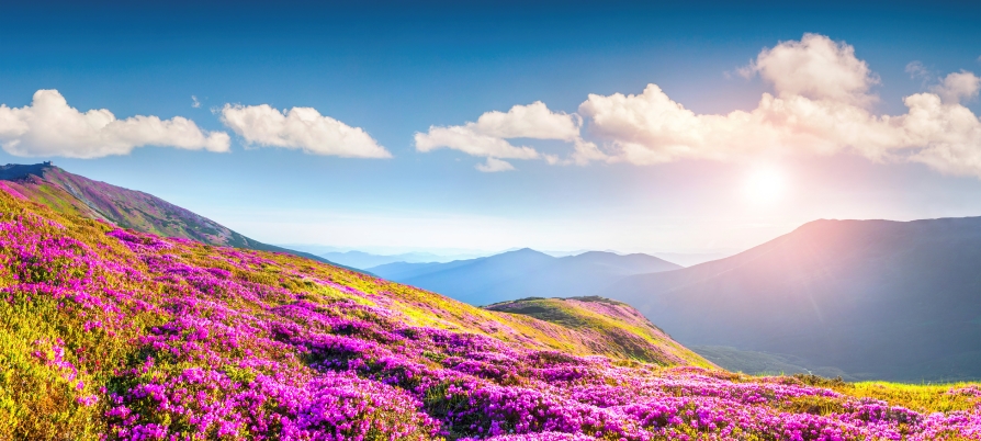 Mountain scene with purple flowers