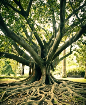 tree with well established roots