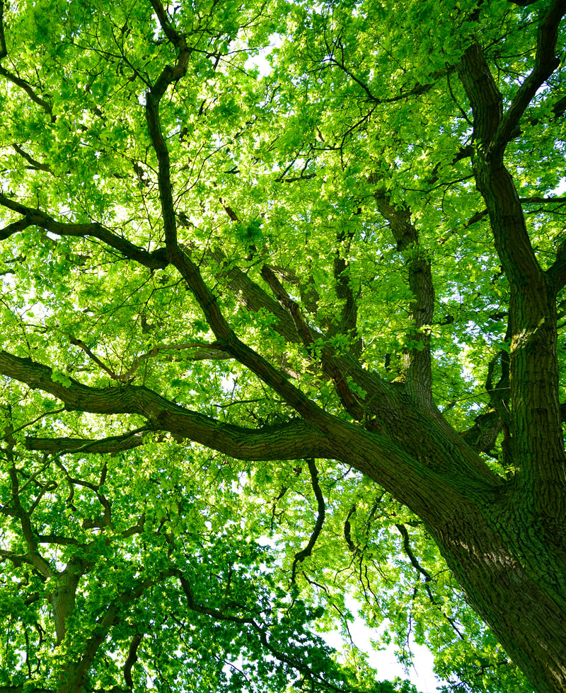 Big tree with leaves