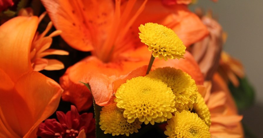 orange and yellow flowers